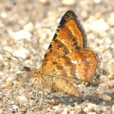 6321 -- Variegated Orange Moth -- Epelis [Macaria] truncataria