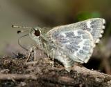Pepper and Salt Skipper - Amblyscirtes hegon