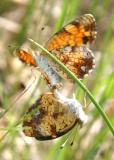 Pearl Crescent - Phyciodes tharos