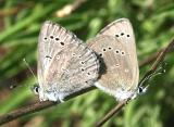 Silvery Blues - Glaucopsyche lygdamus mating