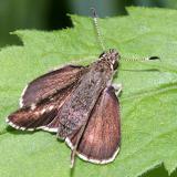 Pepper and Salt Skipper - Amblyscirtes hegon