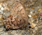 Bog Elfin - Callophrys lanoraieensis