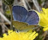 Karner Blue - Lycaeides melissa  male