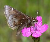 Dusted Skipper - Atrytonopsis hianna
