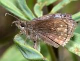 Dreamy Duskywing - Erynnis icelus