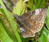 Dreamy Duskywing - Erynnis icelus