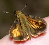 Hobomok Skipper - Poanes hobomok