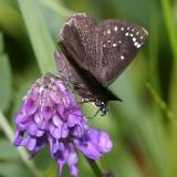 Common Sootywing - Pholisora catullus