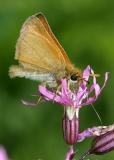 European Skipper