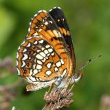 Harris' Checkerspot - Chlosyne harrisii