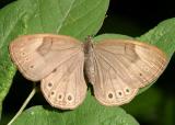 Appalachian Brown - Satyrodes appalachia