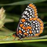 Baltimore Checkerspot - Euphydryas phaeton