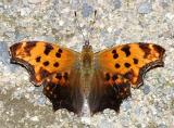 Eastern Comma - Polygonia comma