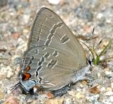 Banded Hairstreak - Satyrium calanus