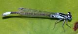 Lilypad Forktail - Ischnura kellicotti (male)