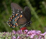 Spicebush Swallowtail - Papilio troilus