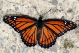 Viceroy - Limenitis archippus