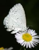 Summer Azure - Celastrina neglecta