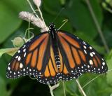 Monarch - Danaus plexippus - female