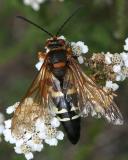Sphecius speciosus - Cicada Killer