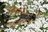 Sceliphron caementarium - Black and Yellow Mud Dauber