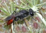 Wasps - family Crabronidae