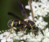 Leucospis affinis (female)