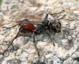 Prionyx parkeri