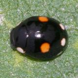 Esteemed Lady Beetle - Hyperaspis proba (female)