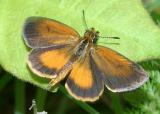 Least Skipper - Ancyloxypha numitor, starting to fly