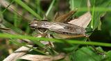 Roesels Katydid - Metrioptera roeselii (female)