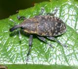 Canada Thistle Bud Weevil - Larinus carlinae