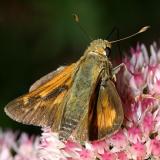 male Leonards Skipper - Hesperia leonardus