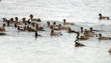 Eurasian Wigeon(center) - Anas penelope, amid American Wigeon and Hooded Mergansers