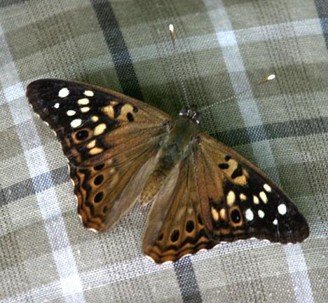 Hackberry Emperor - Asterocampa celtis