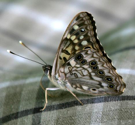 Hackberry Emperor - Asterocampa celtis