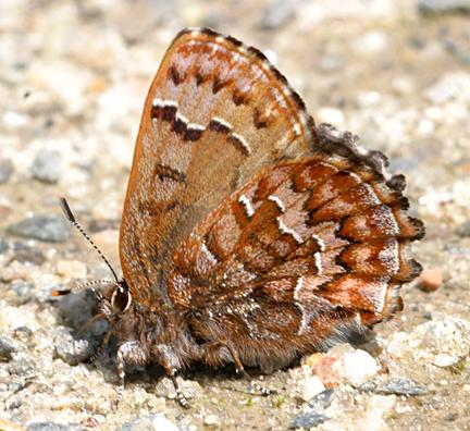 Eastern Pine Elfin - Callophrys niphon