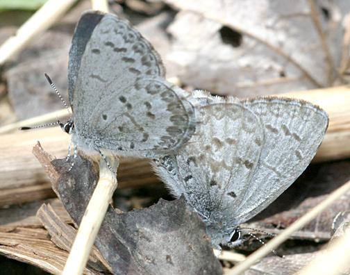 Spring Azures - Celastrina ladon mating