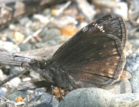 Wild Indigo Duskywing - Erynnis baptisiae