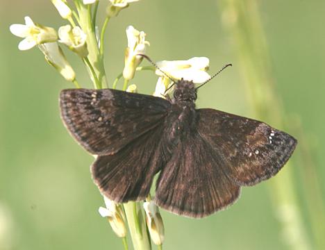 Wild Indigo Duskywing - Erynnis baptisiae (female)