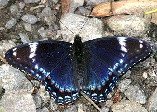 Red-spotted Purple - Limenitis arthemis