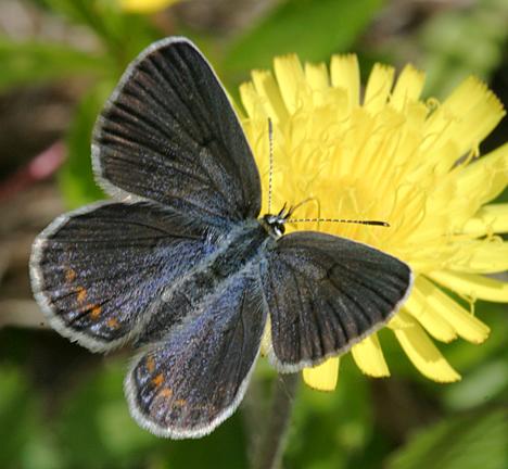 Karner Blue - Lycaeides melissa  female