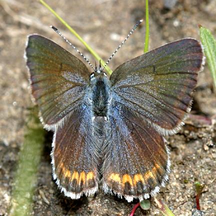 Karner Blue - Lycaeides melissa  female