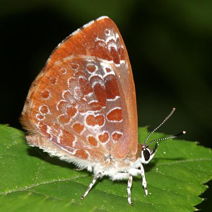 Harvester -  Feniseca tarquinius