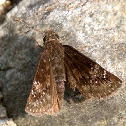 Horaces Duskywing - Erynnis horatius