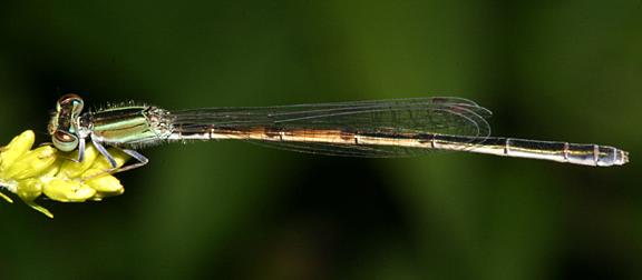 Citrine Forktail - Ischnura hastata (female)