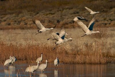 leaving the pond