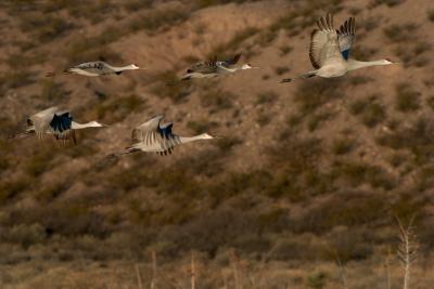 more flying