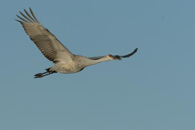 wingspan