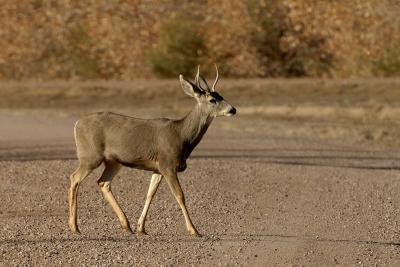 deer